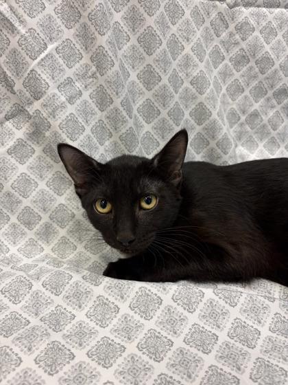 Nikola, Adoptable, Young Male Domestic Short Hair.