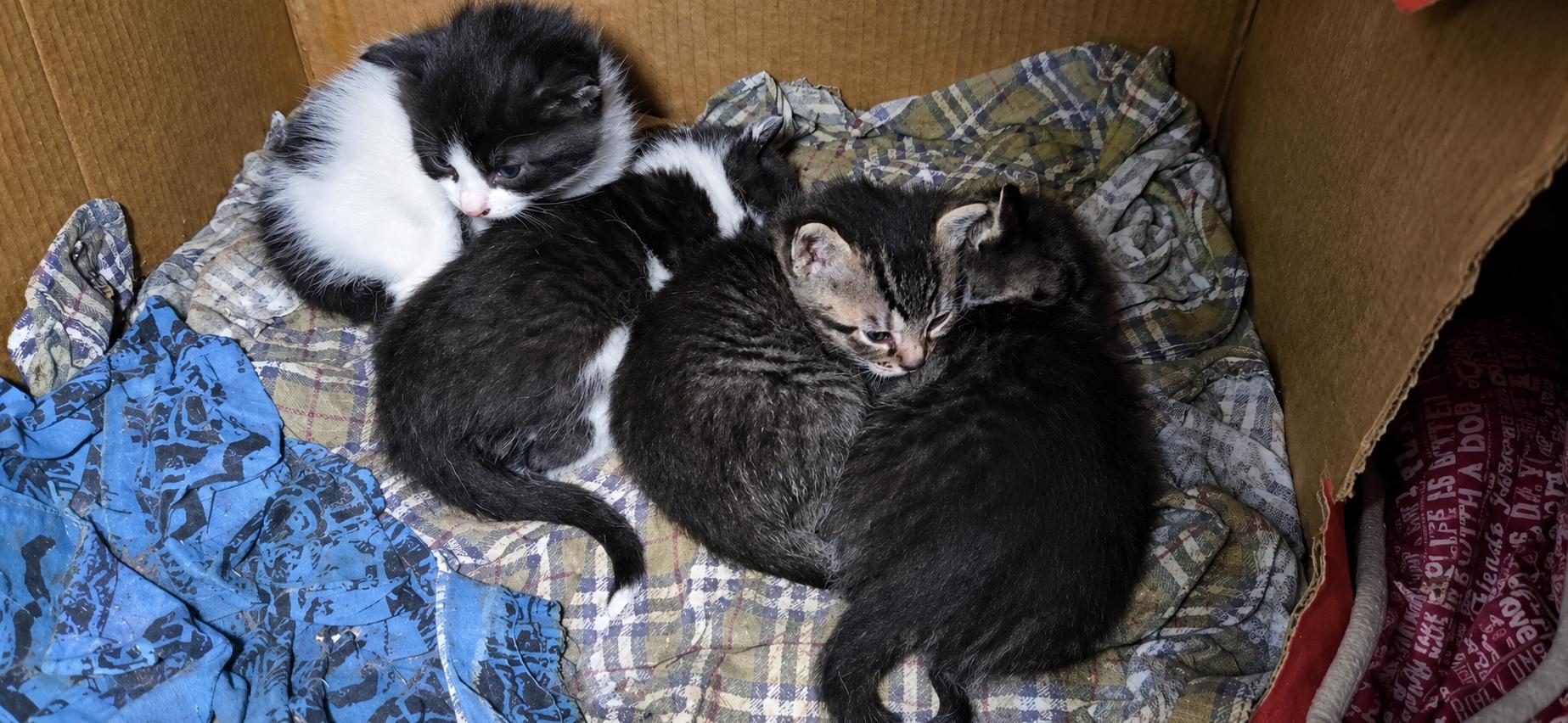 Soon-to-Be Available Kittens, ADOPTABLE, Kitten Male Domestic Short Hair.