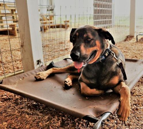 Bud Bud, Adoptable, Adult Male German Shepherd Dog & Great Dane.