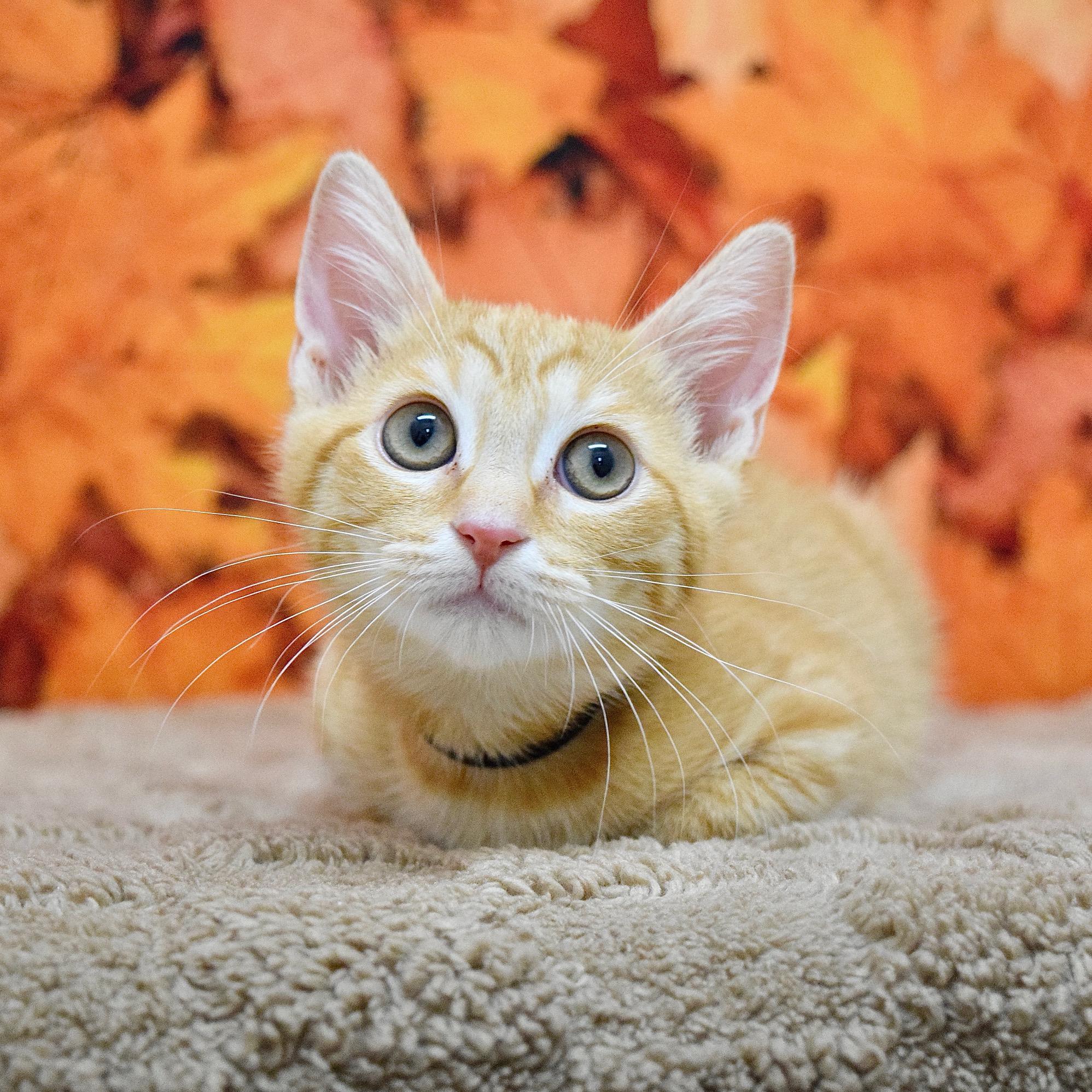 Tiffany, Adoptable, Kitten Female Domestic Short Hair.