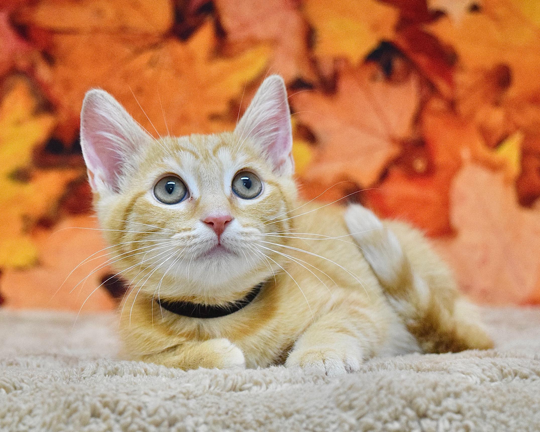 Enlarge Tiffany, a Adoptable Domestic Short Hair in Dublin, CA image 2/2