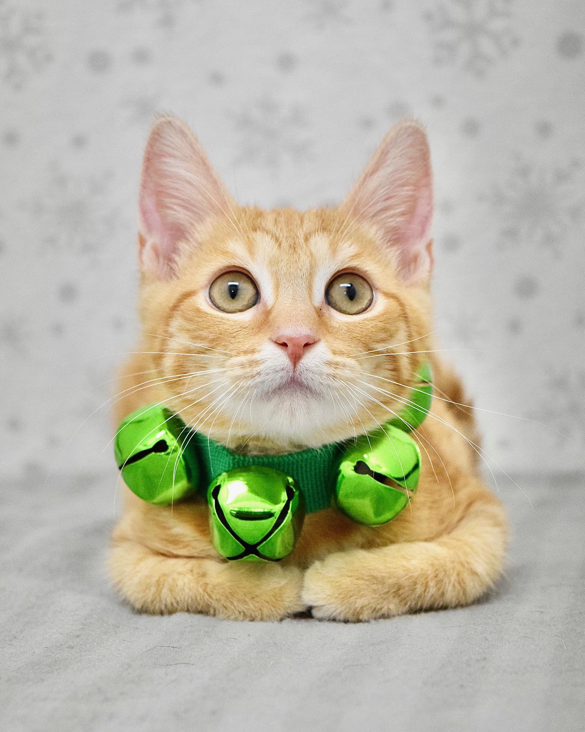 Enlarge Tiffany, an adopted Domestic Short Hair in Dublin, CA image 1/3