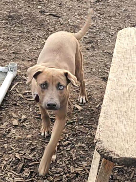 Andy, Adoptable, Young Male Beagle & Jack Russell Terrier.