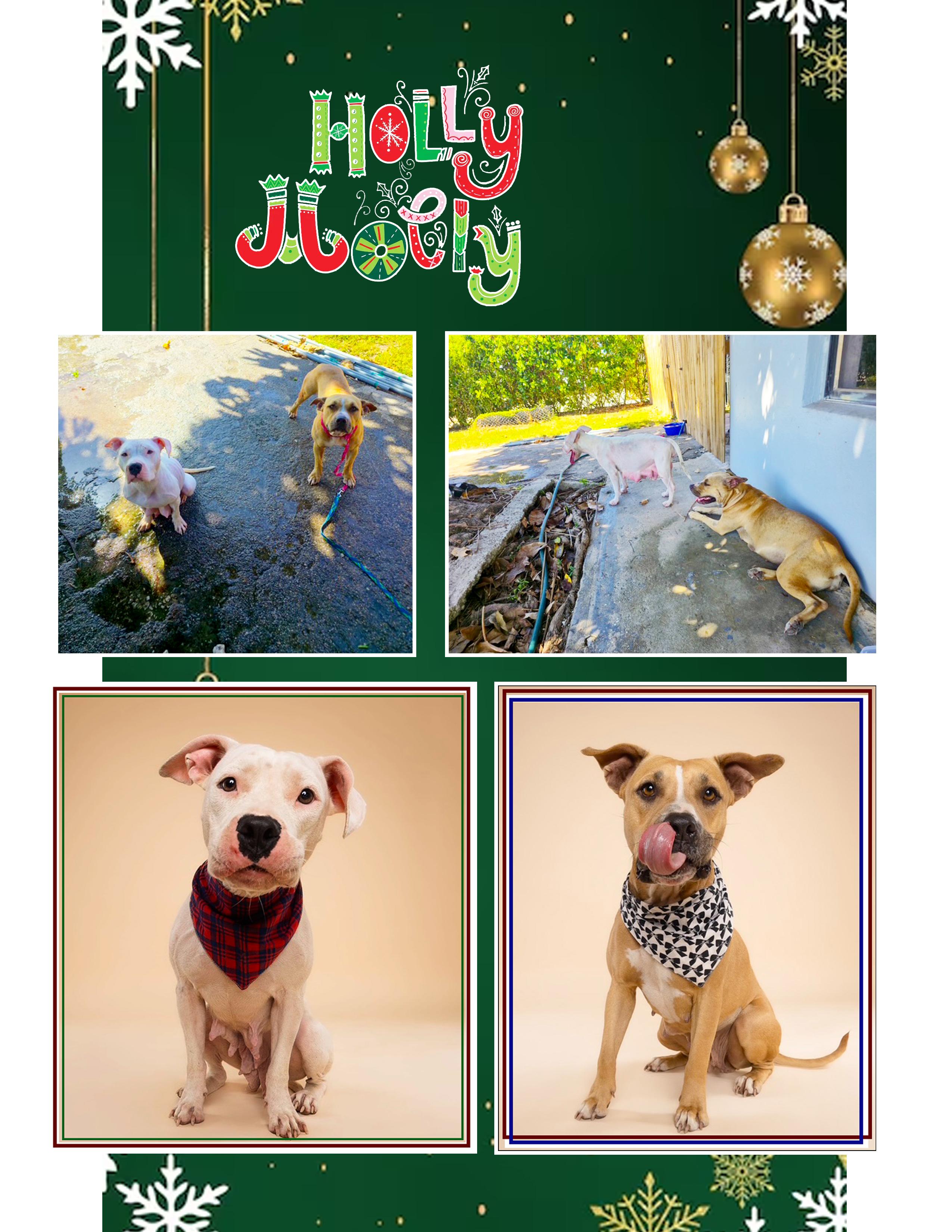 Holly and Molly, Adoptable, Adult Female American Staffordshire Terrier.