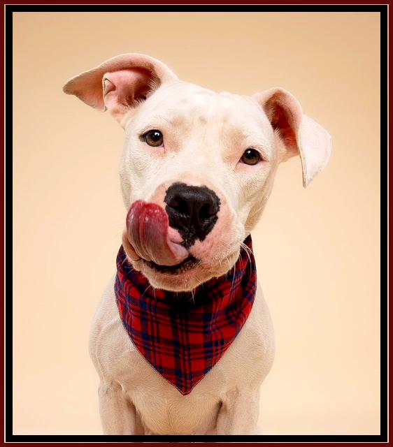 Enlarge Holly and Molly, a Adoptable mixed breed in Margate, FL image 2/4