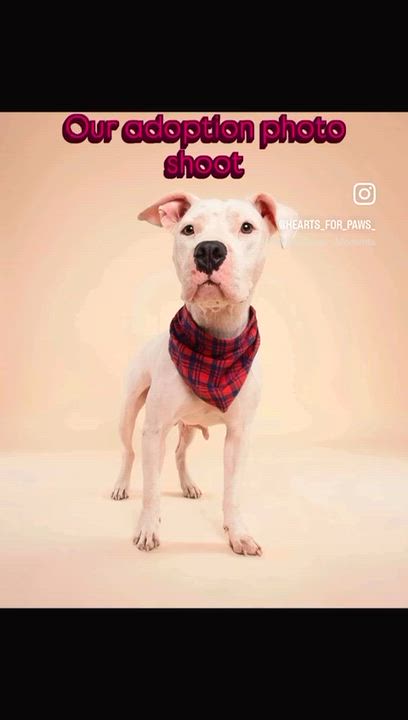 Enlarge Holly and Molly, a Adoptable mixed breed in Margate, FL video 3/4