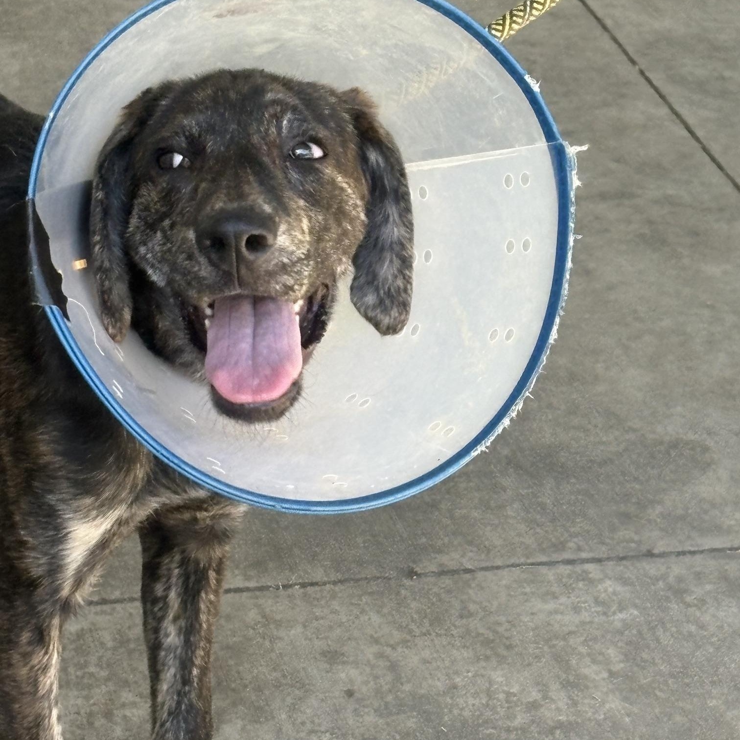 Enlarge Zelda, a Adoptable mixed breed in Fincastle, VA image 1/1