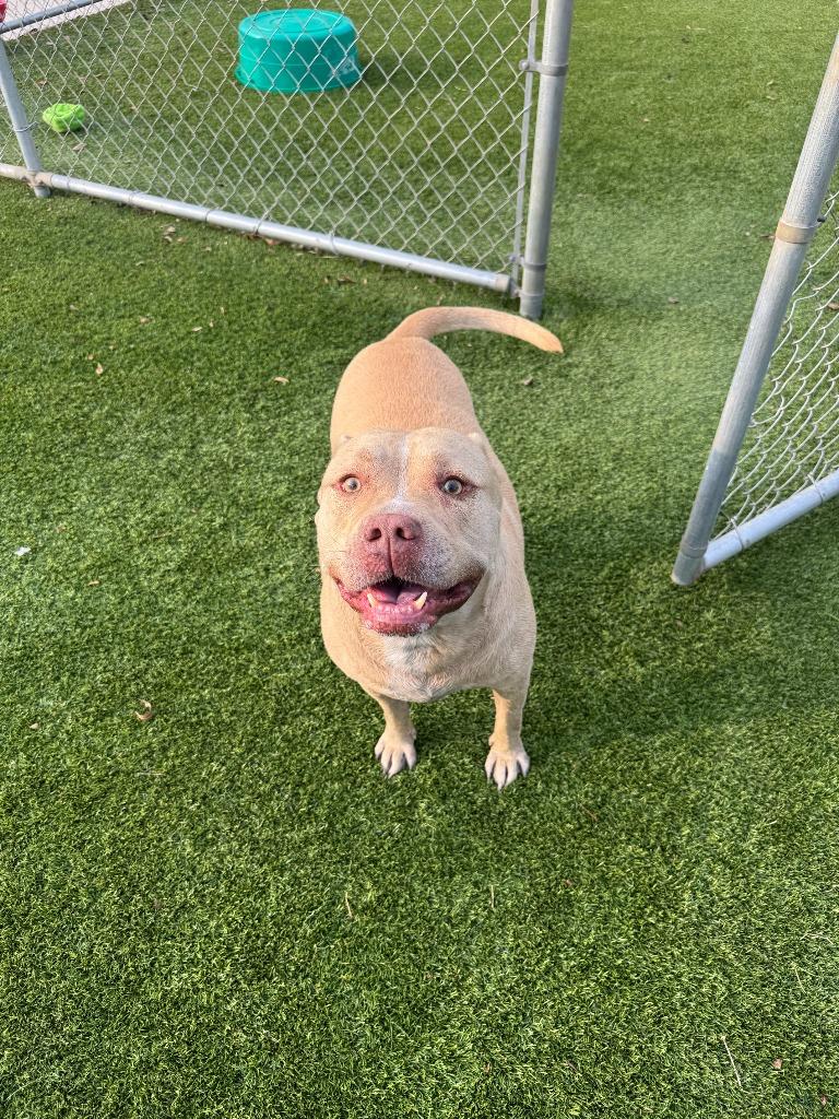 Pablo, a Adoptable Pit Bull Terrier in Richland Hills, TX image 1/3