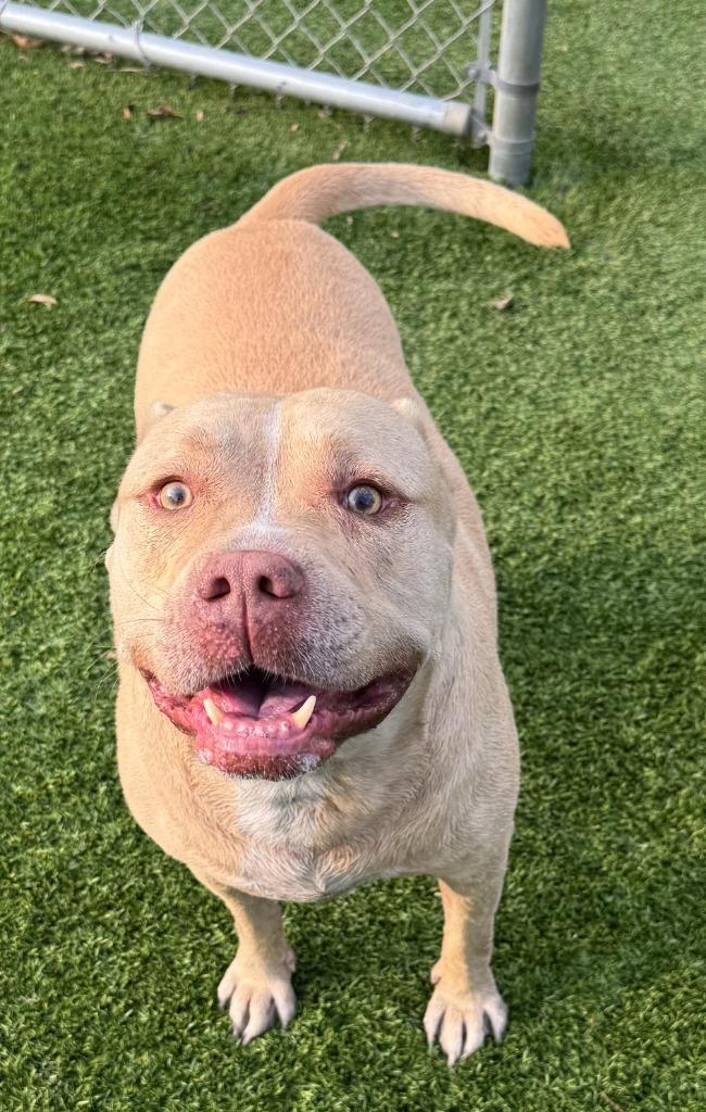 Pablo, a Adoptable Pit Bull Terrier in Richland Hills, TX image 2/3