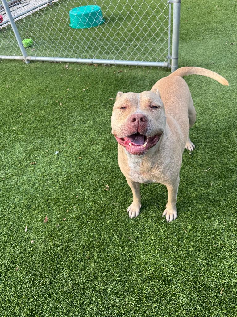 Enlarge Pablo, a Adoptable Pit Bull Terrier in Richland Hills, TX image 1/3