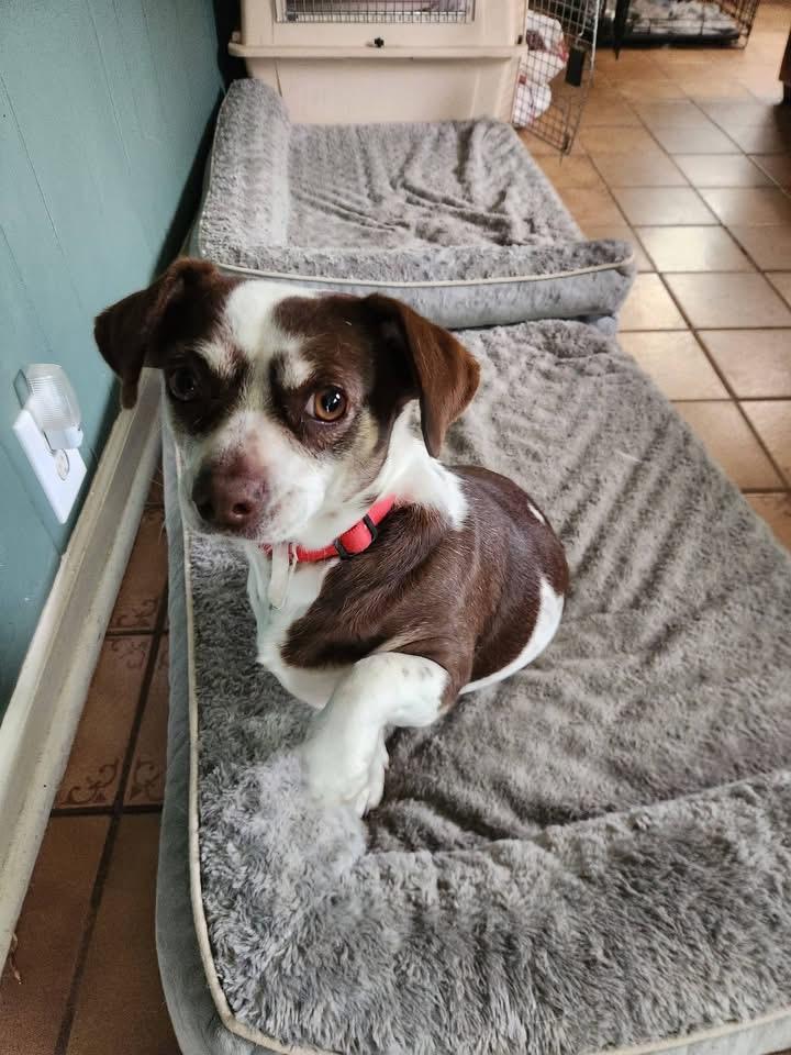 Enlarge Zoe, a Adoptable mixed breed in Elkton, MD image 5/6