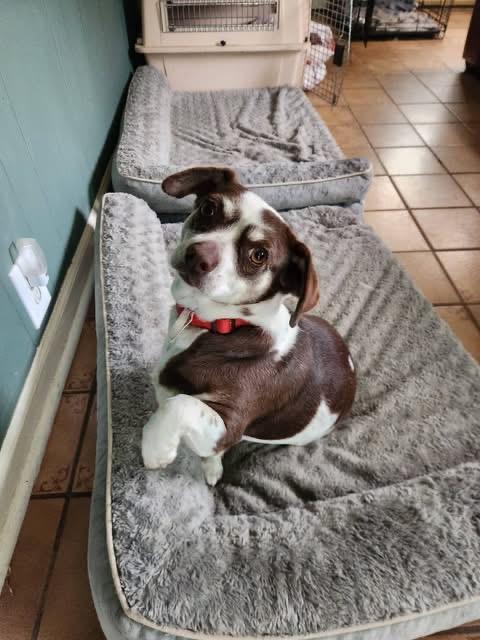 Enlarge Zoe, a Adoptable mixed breed in Elkton, MD image 6/6