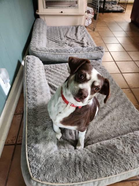 Enlarge Zoe, a Adoptable mixed breed in Elkton, MD image 1/6