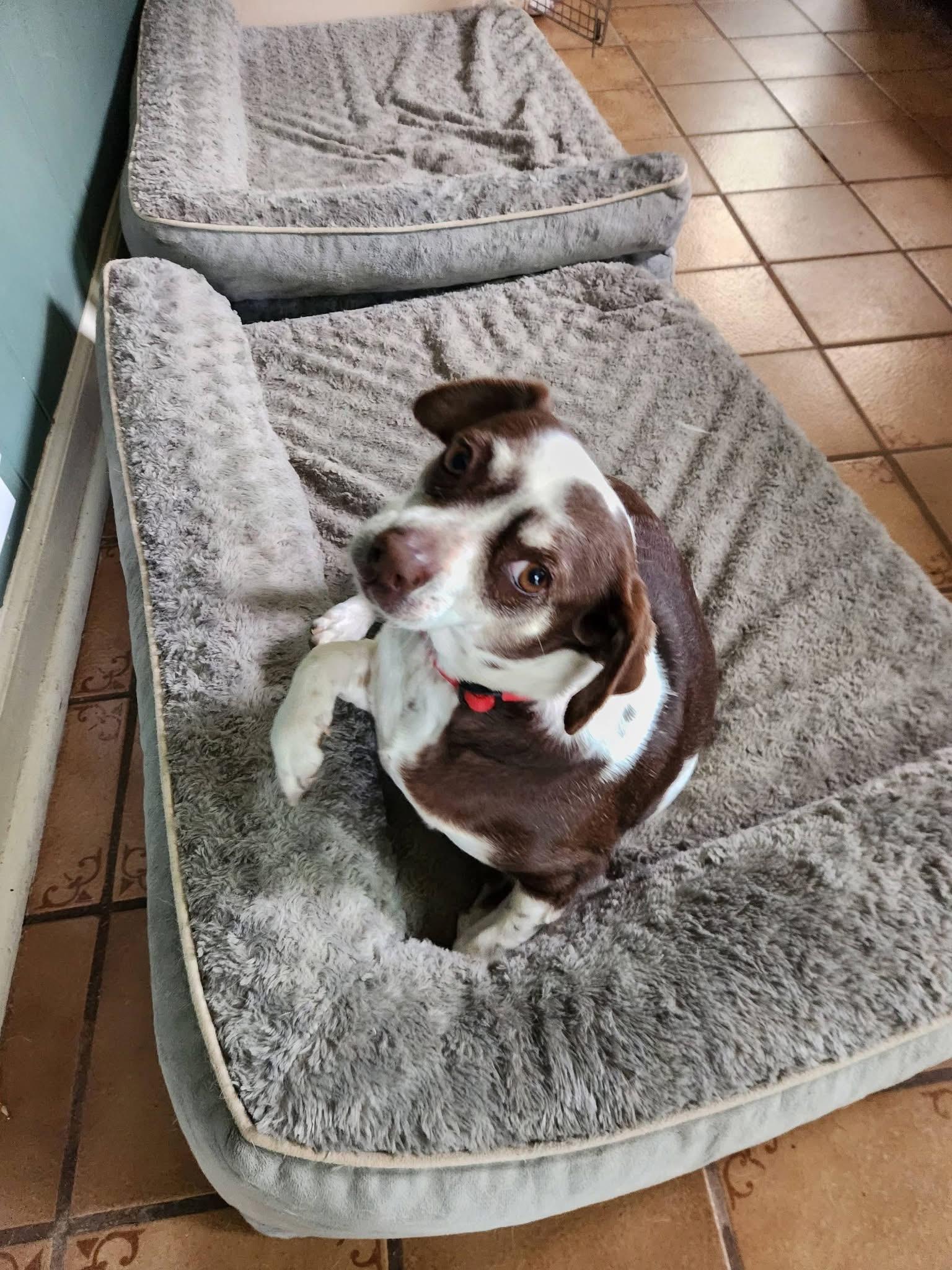 Enlarge Zoe, a Adoptable mixed breed in Elkton, MD image 4/6