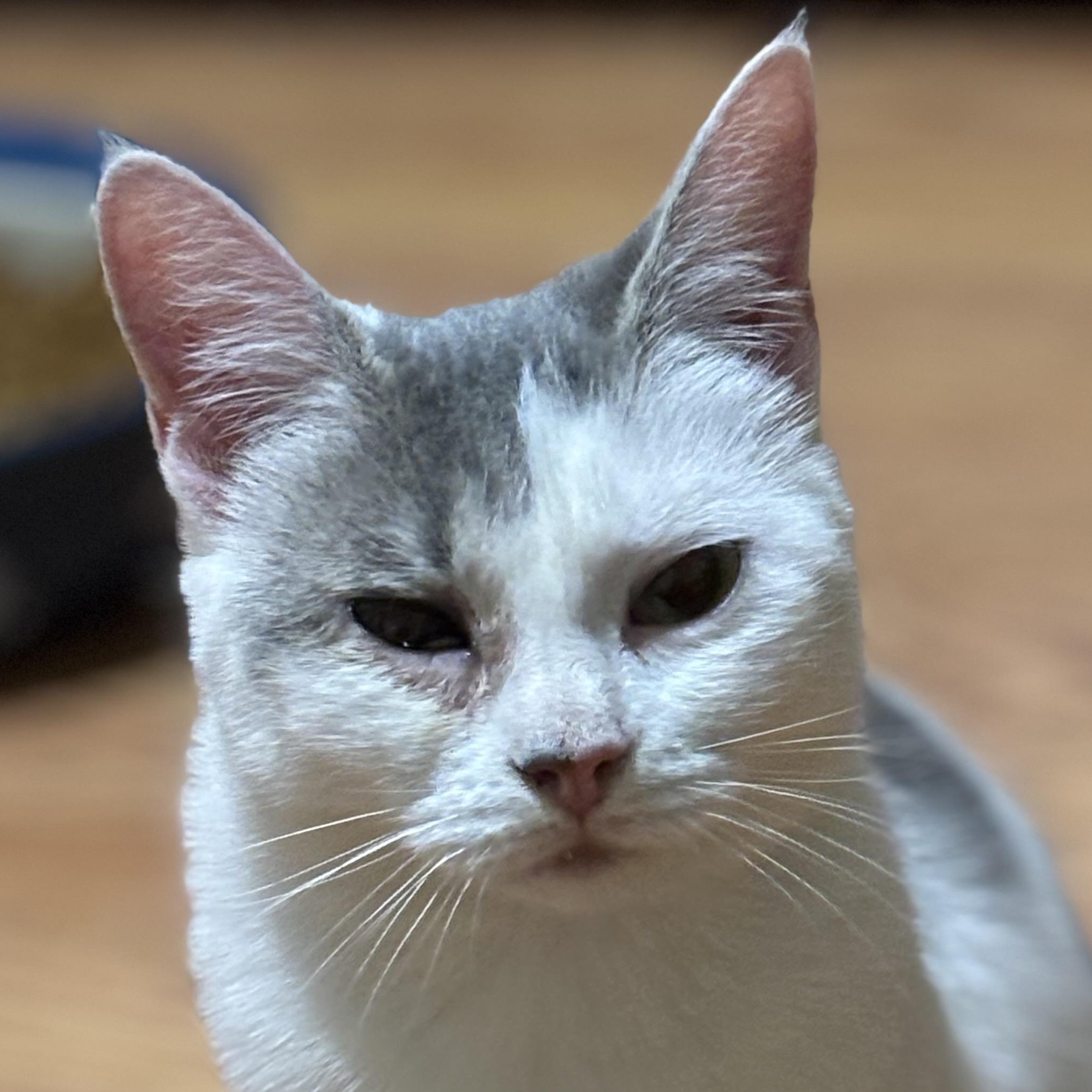Enlarge Snowboard, a ADOPTABLE Domestic Short Hair in Fair Haven, VT image 1/5