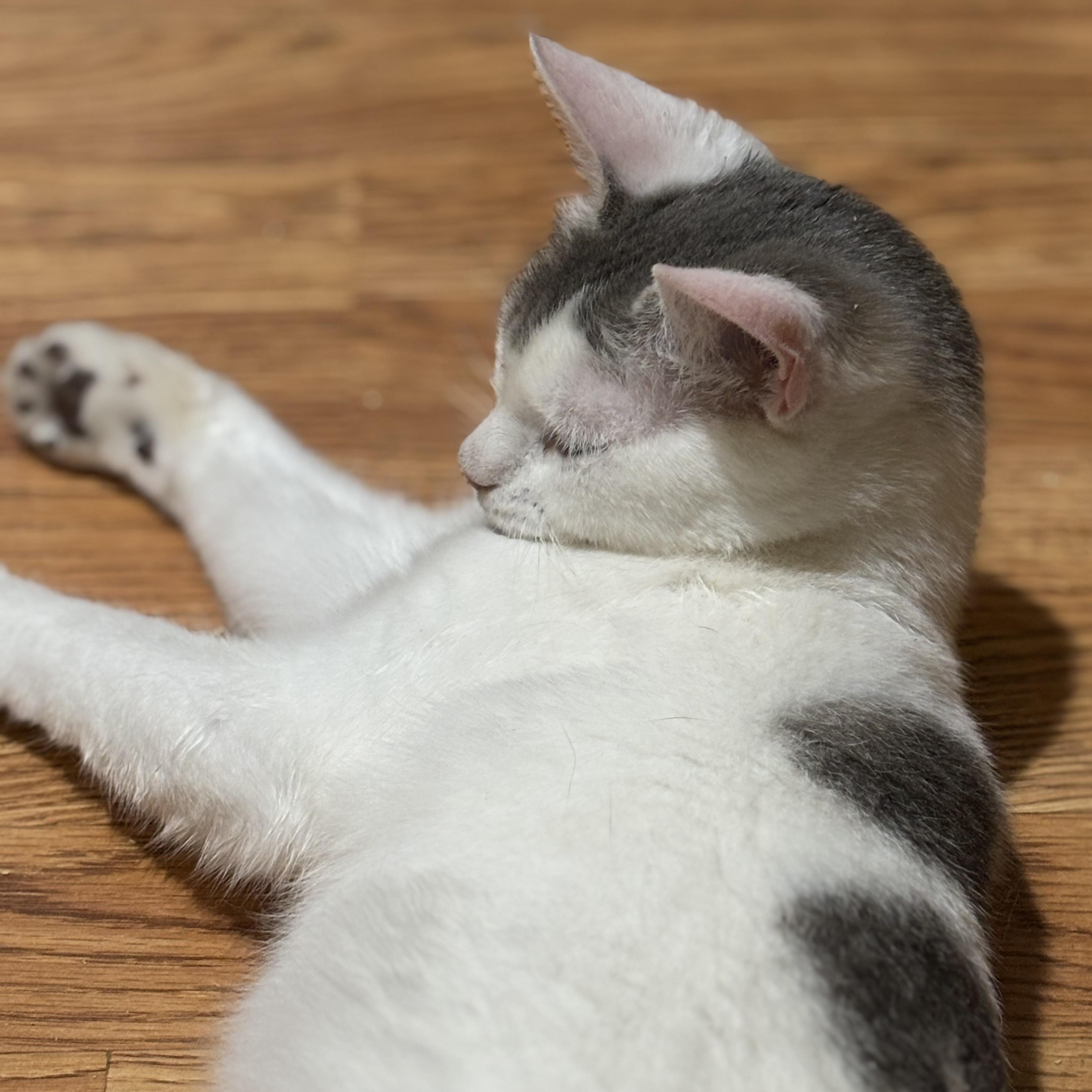 Enlarge Snowboard, a ADOPTABLE Domestic Short Hair in Fair Haven, VT image 3/5