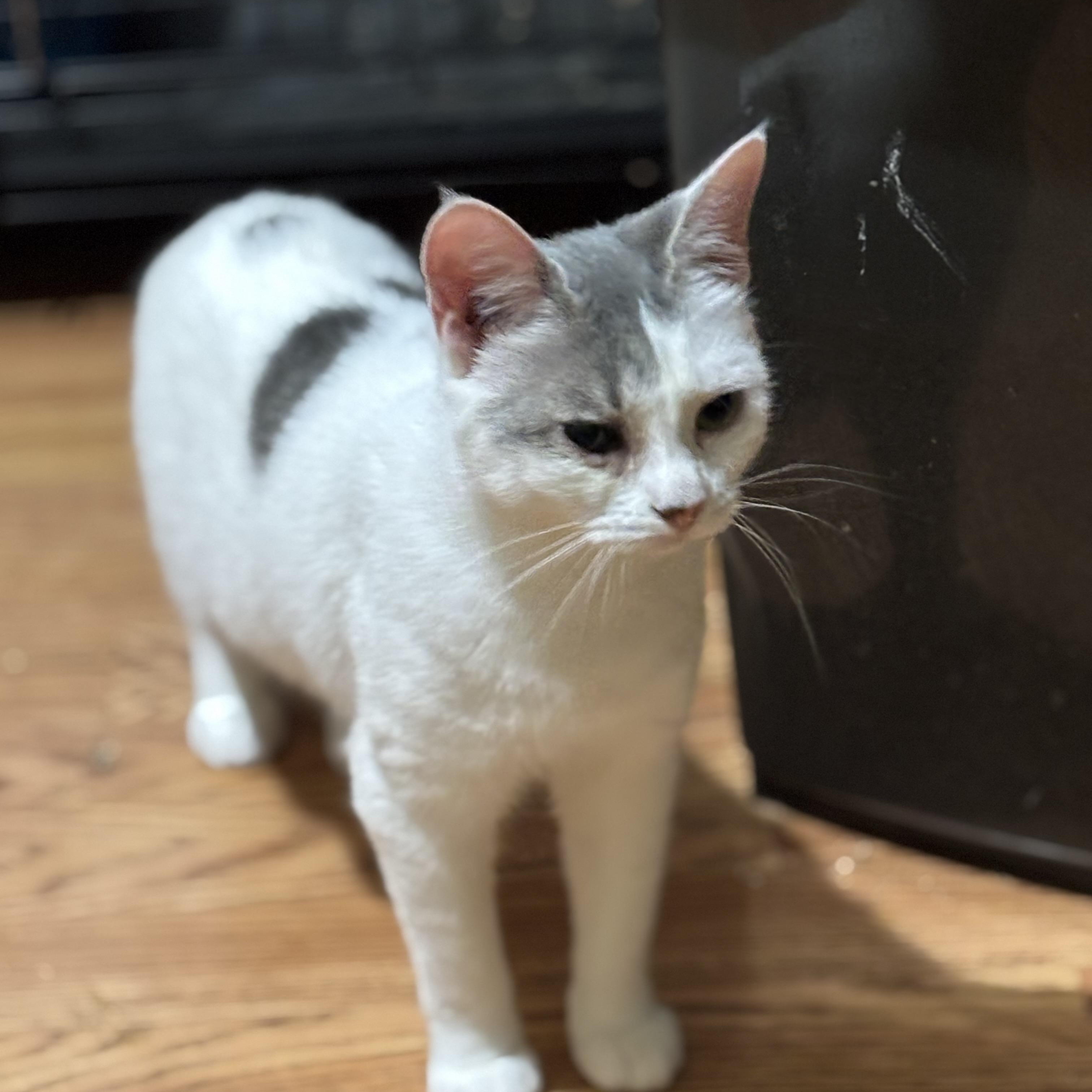 Enlarge Snowboard, a ADOPTABLE Domestic Short Hair in Fair Haven, VT image 4/5