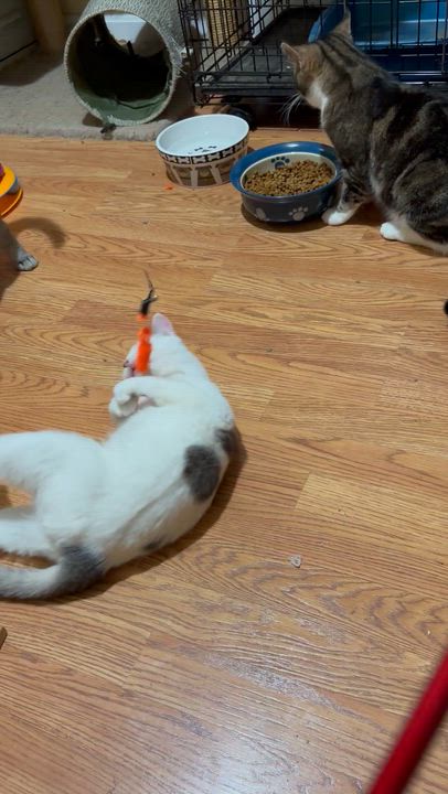 Enlarge Snowboard, a ADOPTABLE Domestic Short Hair in Fair Haven, VT video 2/5