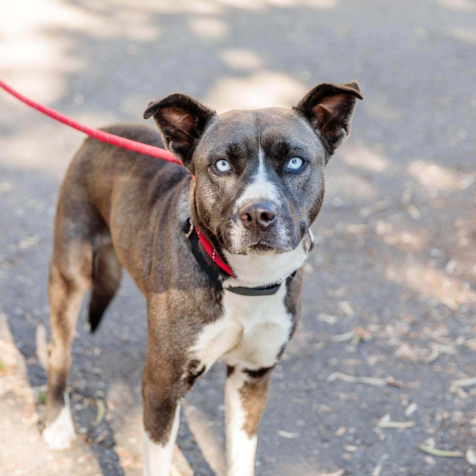 Ellie, Adoptable, Young Female Pit Bull Terrier & Husky.