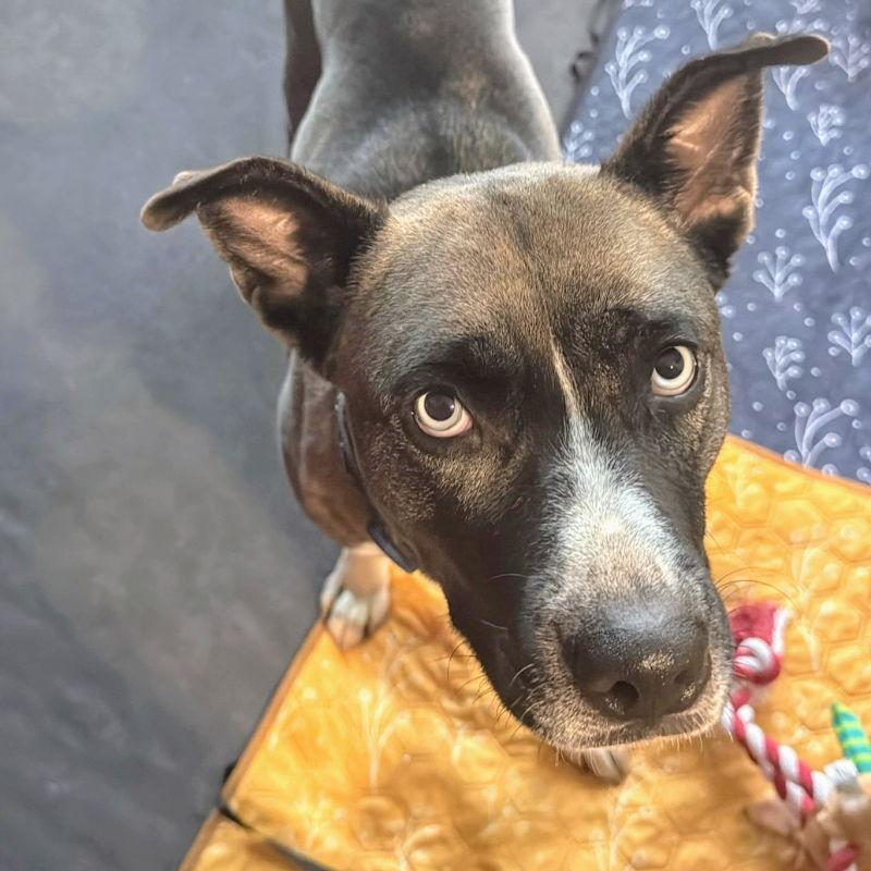 Enlarge Ellie, a Adoptable mixed breed in Oakland, CA image 2/3