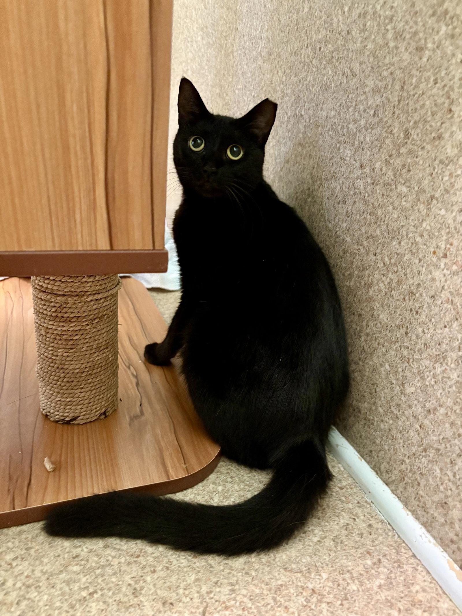 Violet, Adoptable, Adult Female Domestic Short Hair.