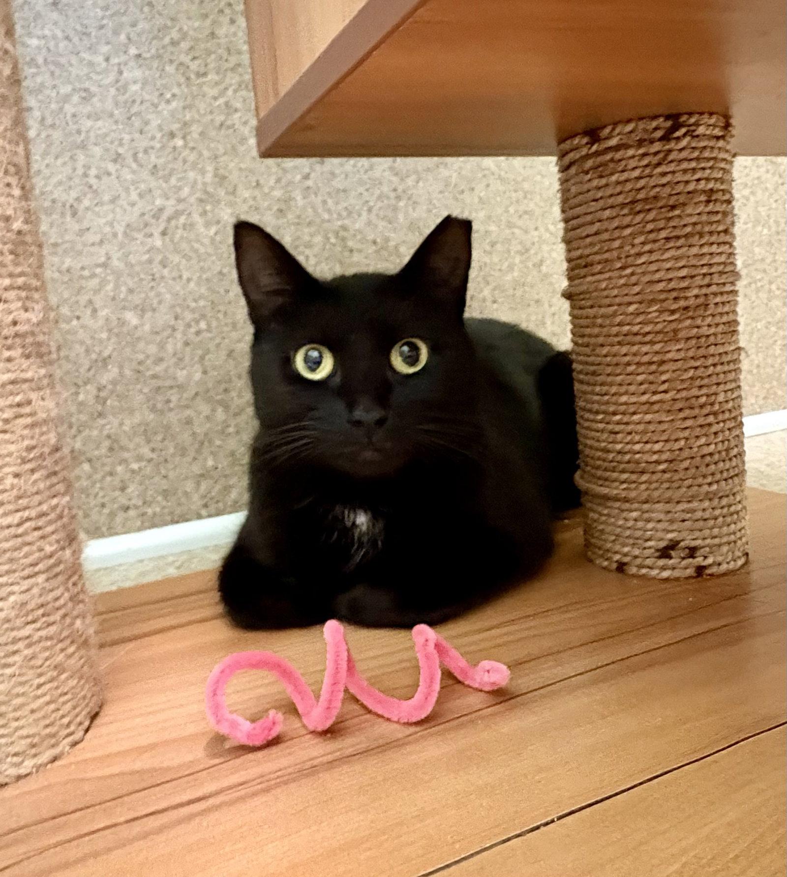 Enlarge Violet, a Adoptable Domestic Short Hair in Mc Cormick, SC image 2/3