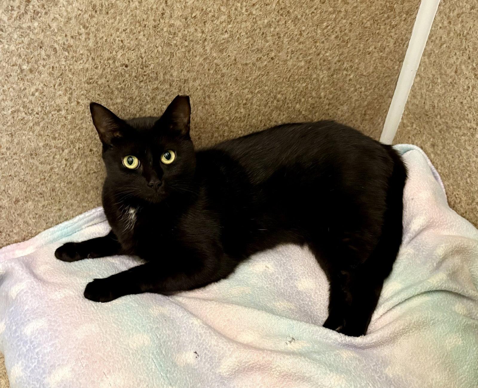 Enlarge Violet, a Adoptable Domestic Short Hair in Mc Cormick, SC image 3/3