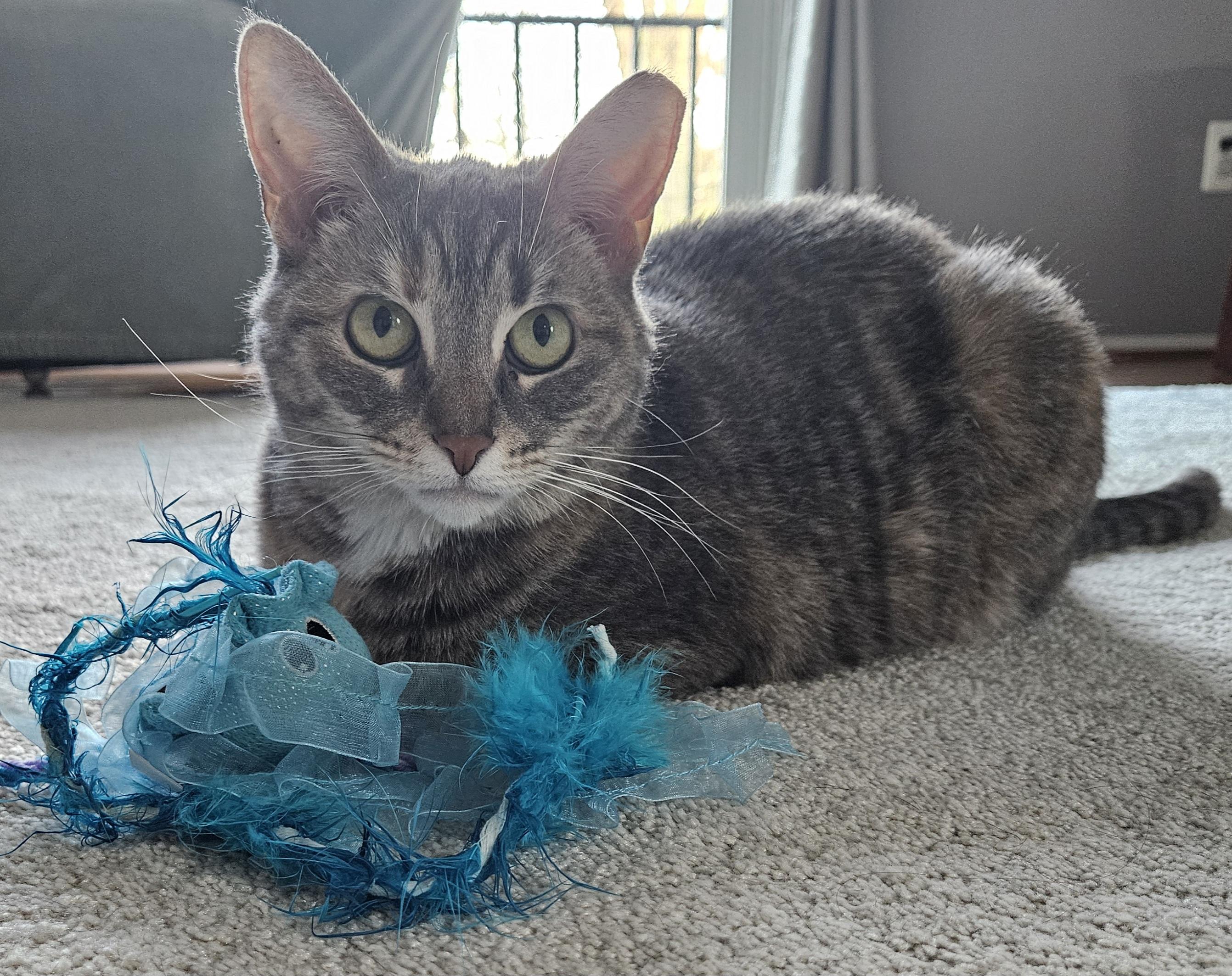 Valerie, a Adoptable Tabby in Mount Clemens, MI image 4/6
