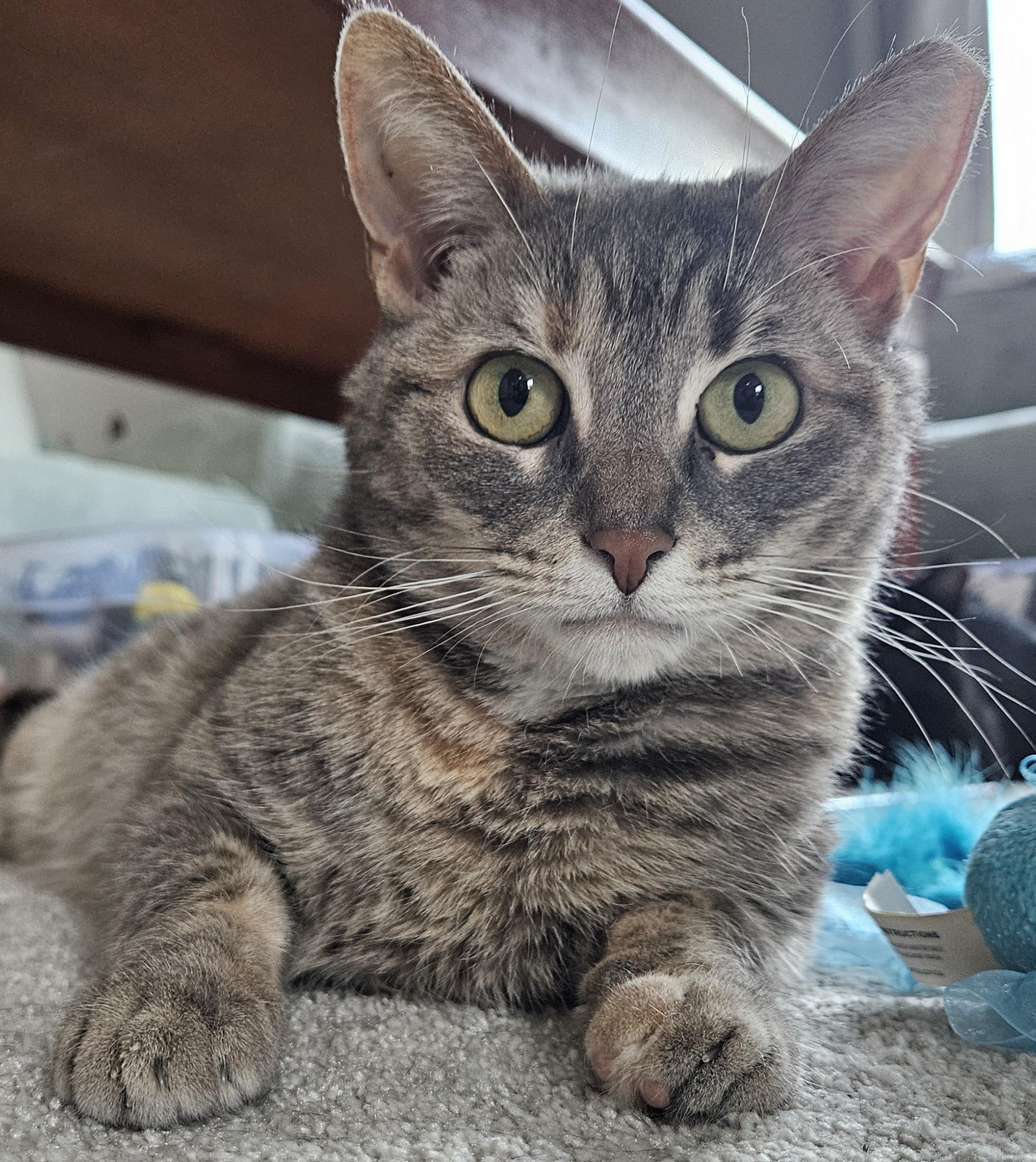 Valerie, a Adoptable Tabby in Mount Clemens, MI image 2/6