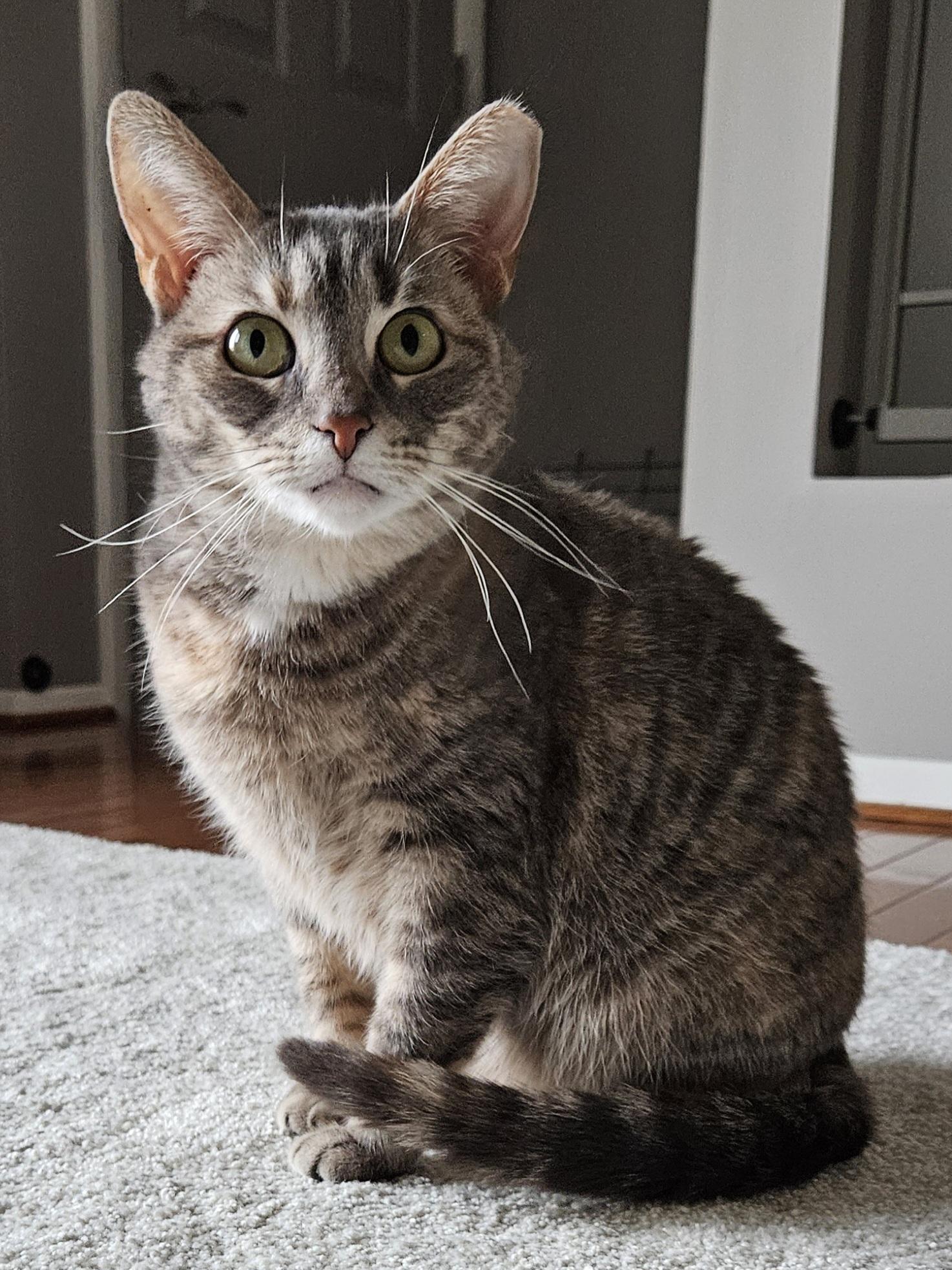 Valerie, Adoptable, Adult Female Tabby.