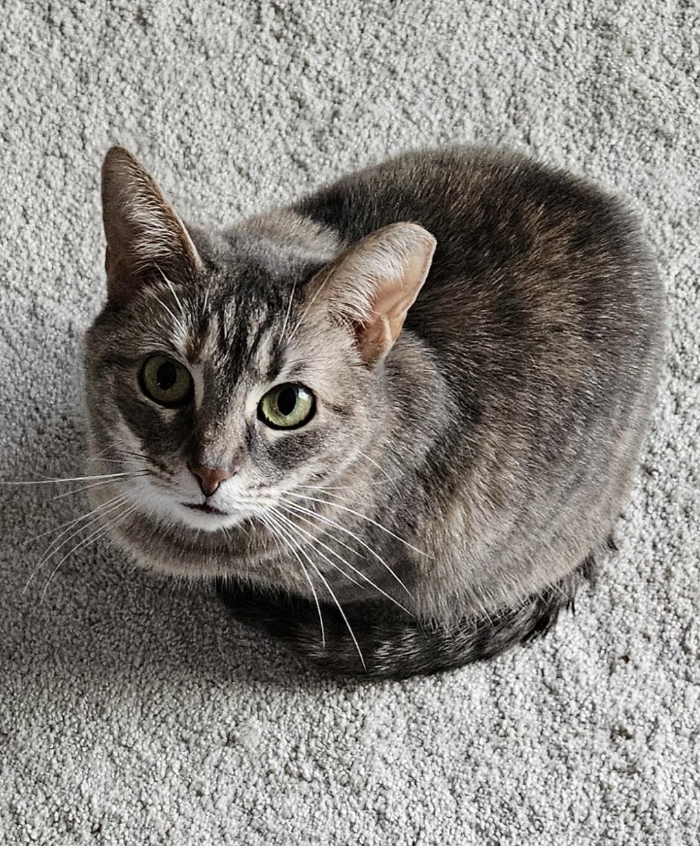 Valerie, a Adoptable Tabby in Mount Clemens, MI image 3/6