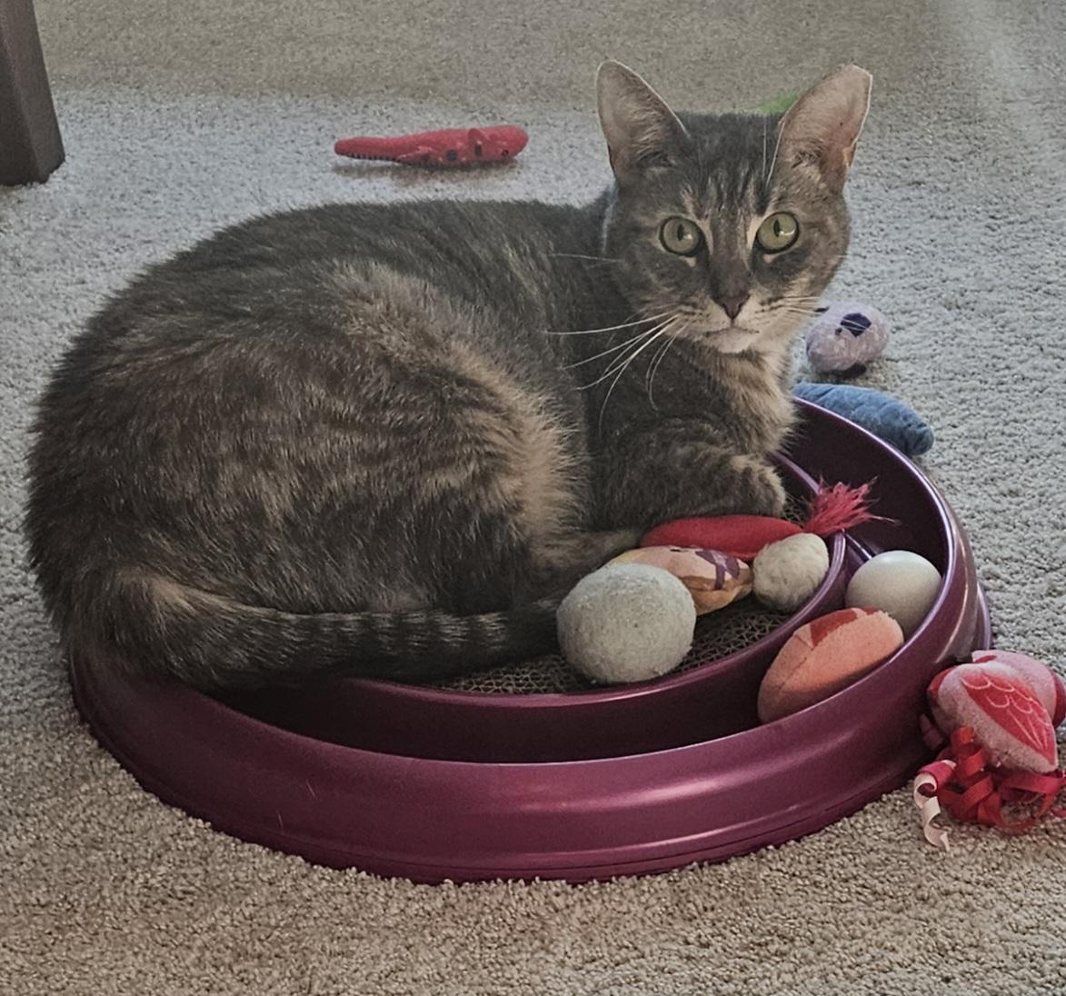 Valerie, a Adoptable Tabby in Mount Clemens, MI image 6/6