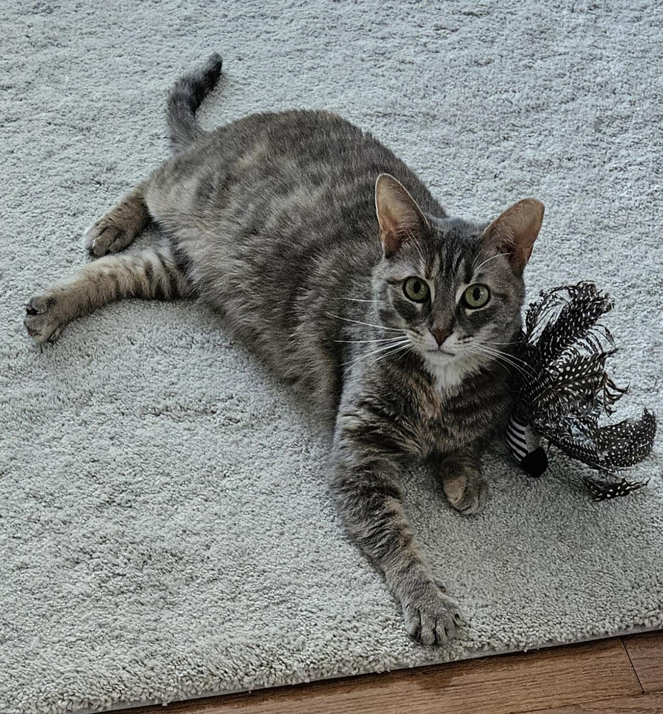 Valerie, a Adoptable Tabby in Mount Clemens, MI image 5/6