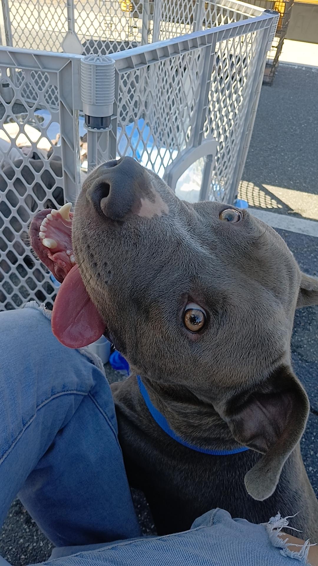 Cowboy, a Adoptable Pit Bull Terrier in rowland heights, CA image 3/4