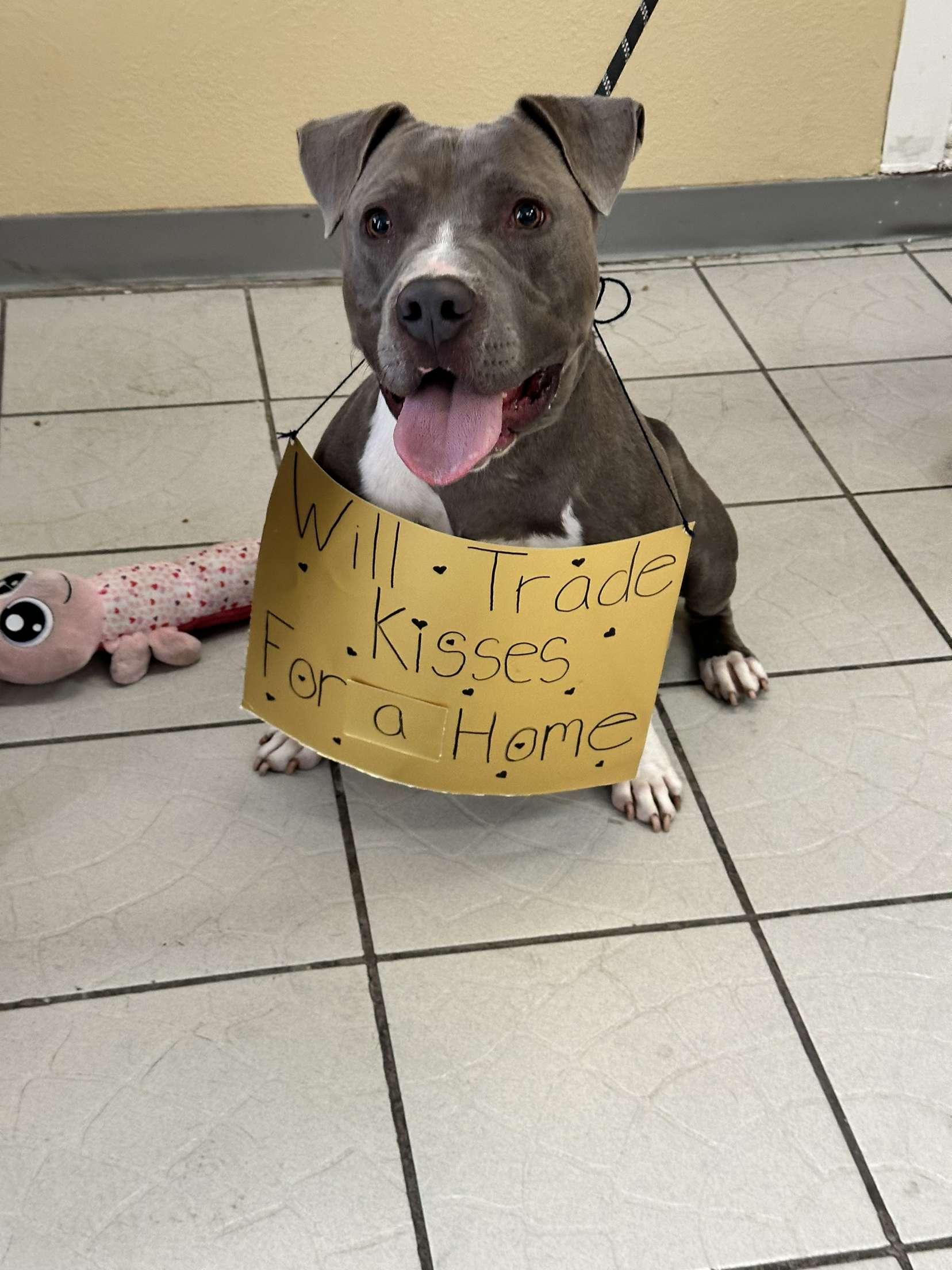 Cowboy, a Adoptable Pit Bull Terrier in rowland heights, CA image 2/4