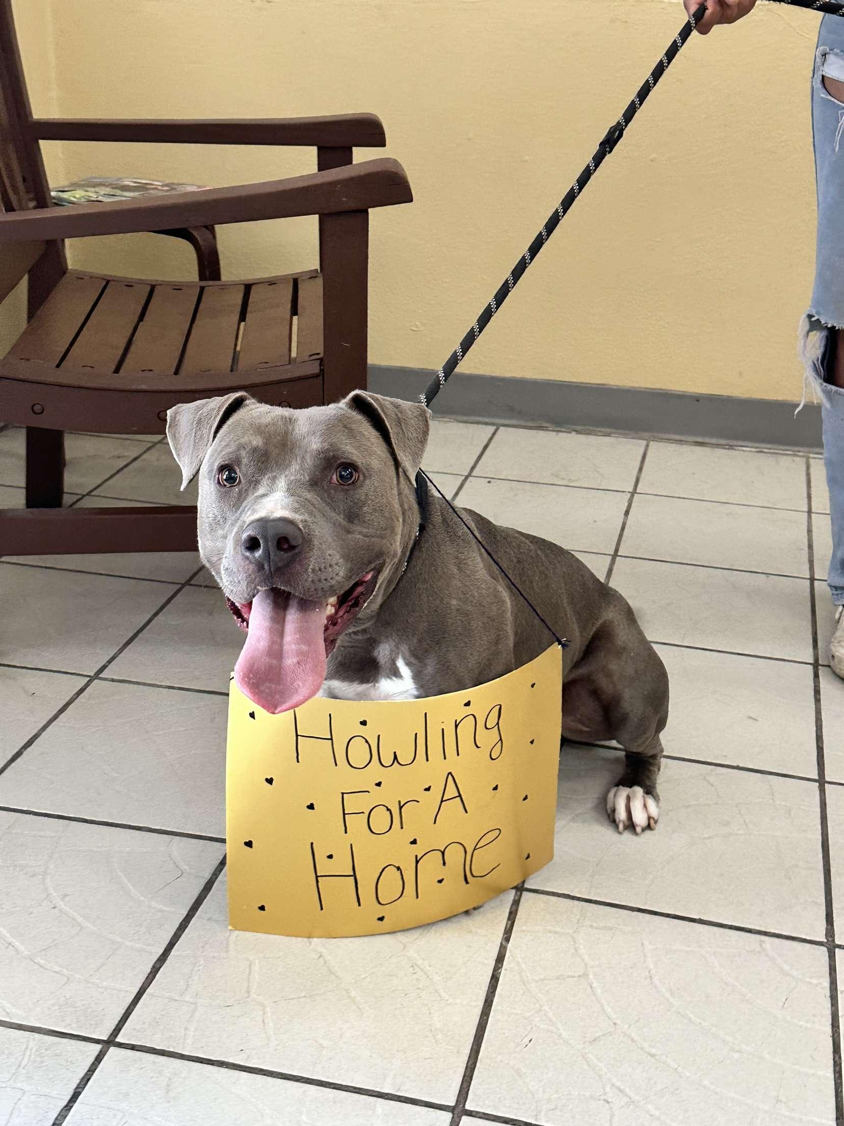Cowboy, Young Male Pit Bull Terrier
