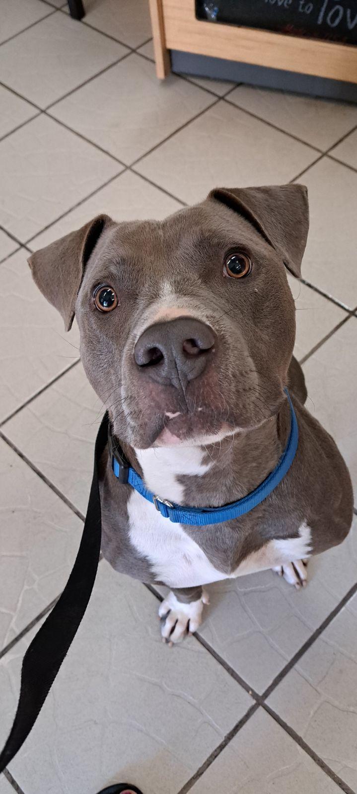 Cowboy, a Adoptable Pit Bull Terrier in rowland heights, CA image 4/4