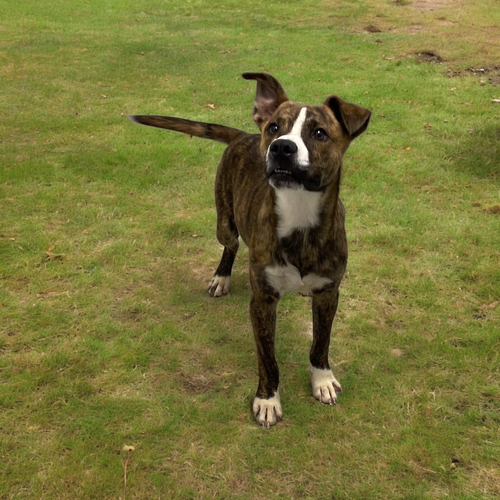 Rylee, an adoptable mixed breed in Lynnwood, WA image 6/6