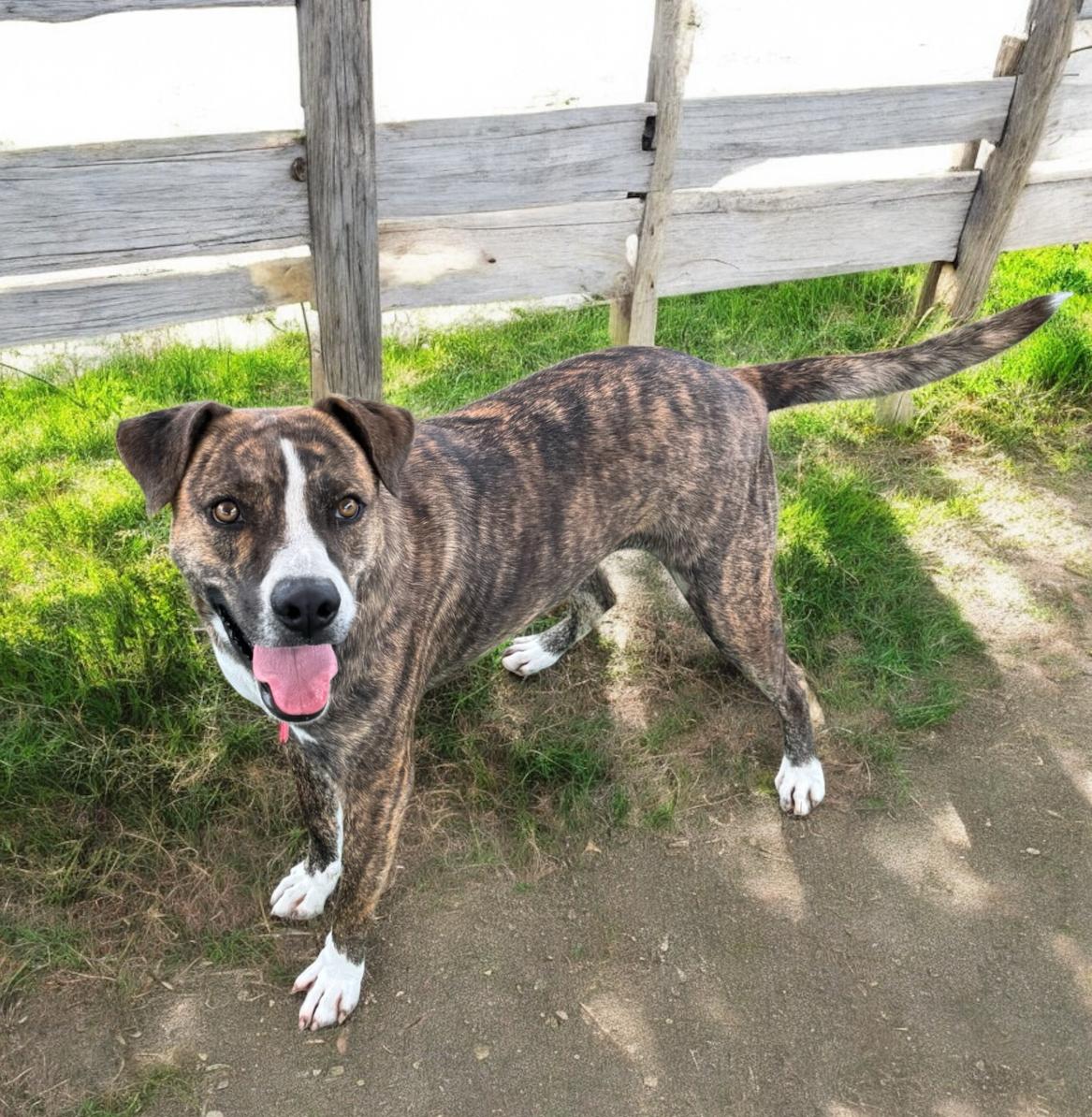 Rylee, an adoptable mixed breed in Lynnwood, WA image 2/6