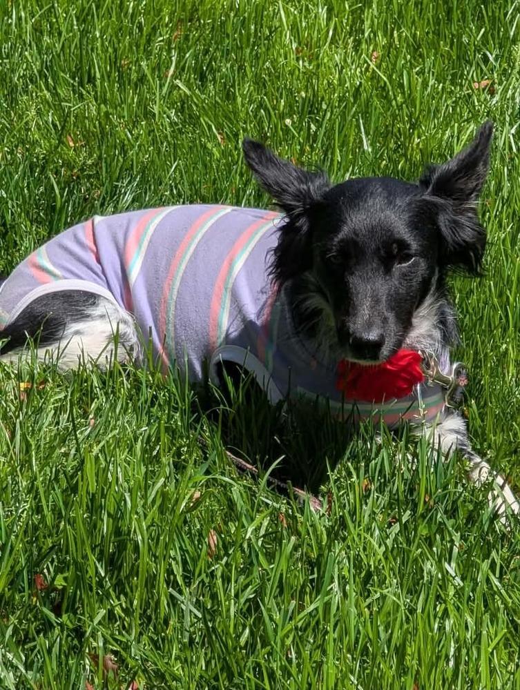 Angel, Adoptable, Adult Female Papillon.