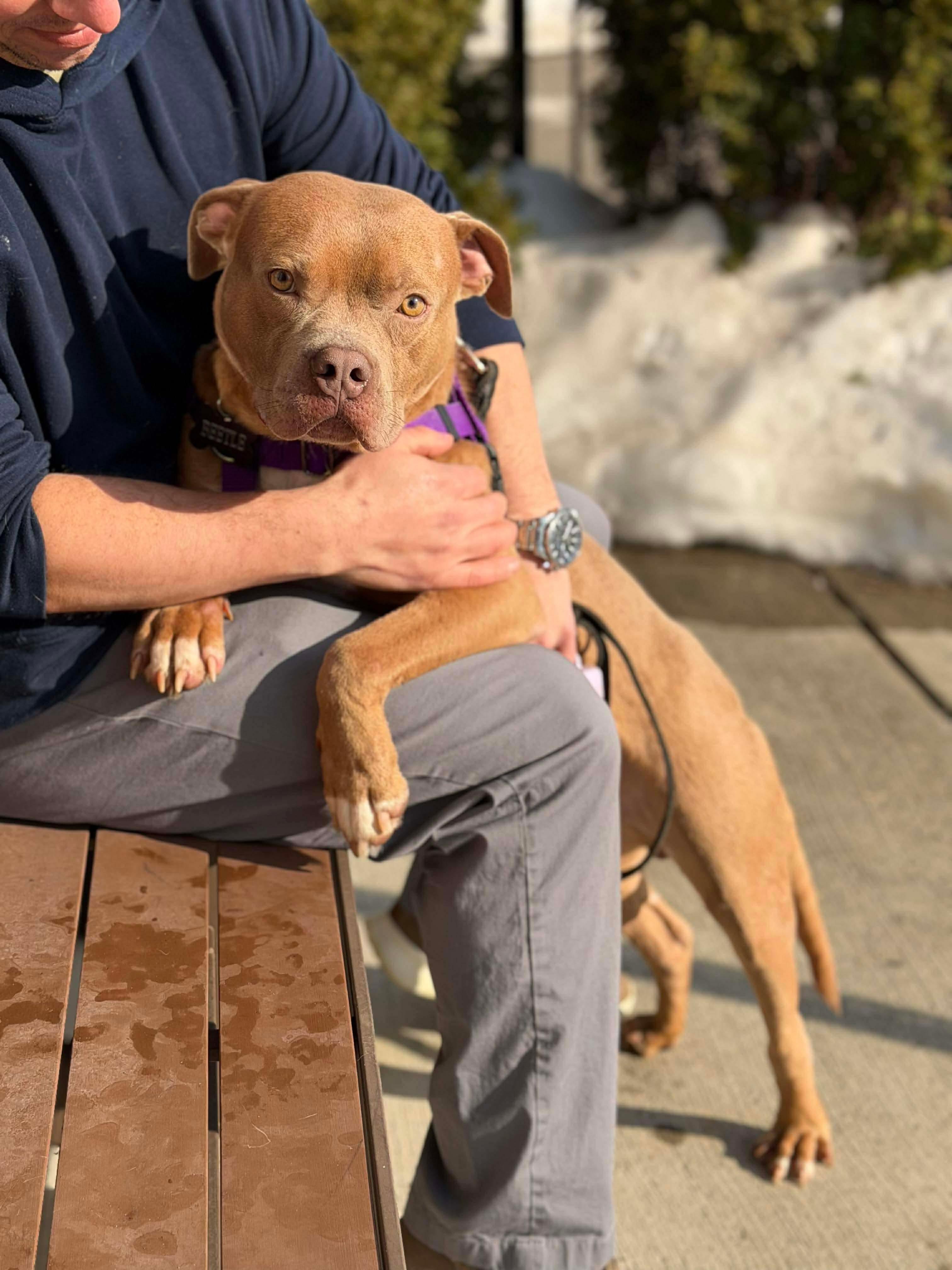 Enlarge Beetle (Foster or Adopter Needed!), a Adoptable mixed breed in Westwood, NJ image 5/6