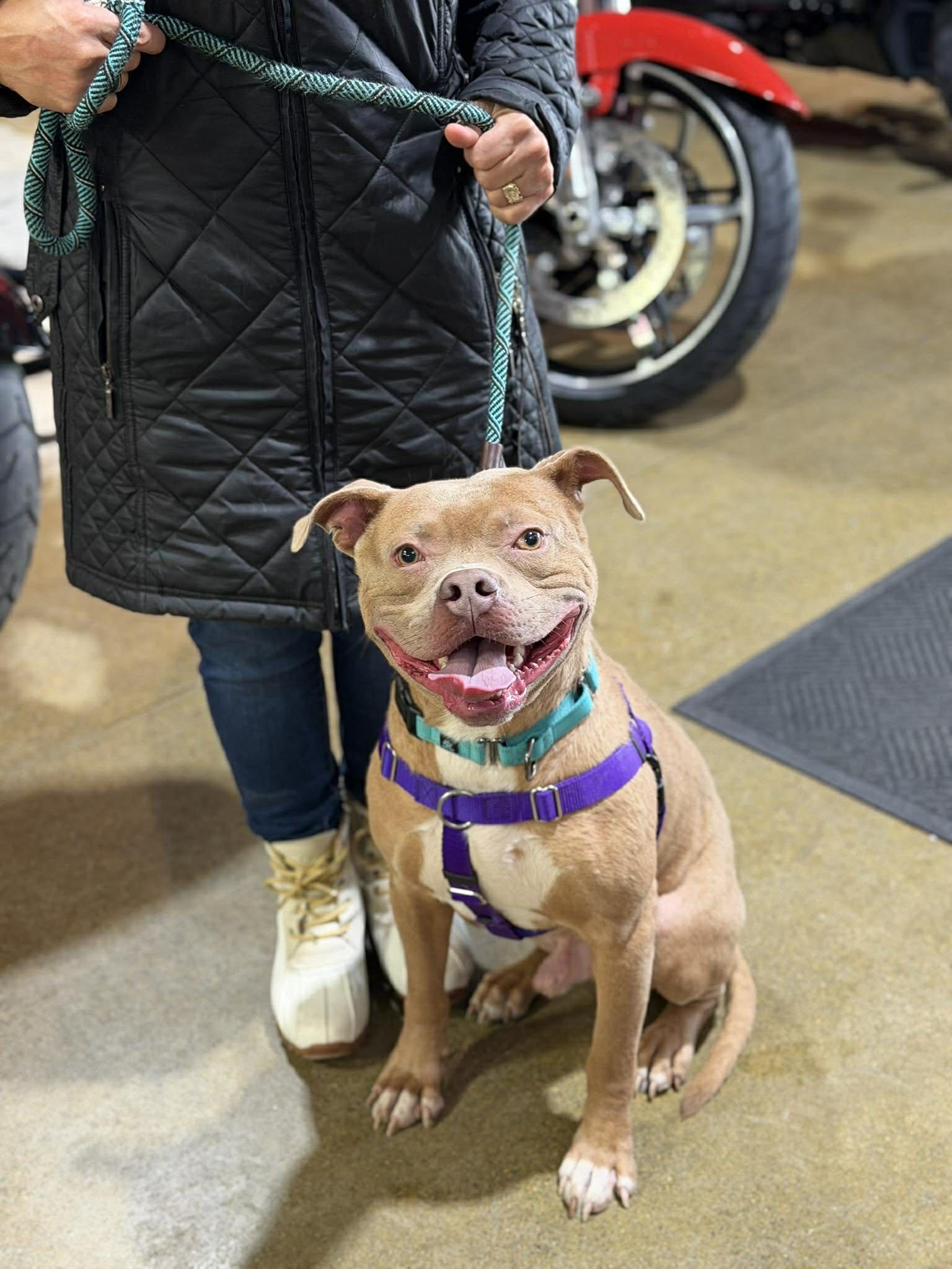 Enlarge Beetle (Foster or Adopter Needed!), a Adoptable mixed breed in Westwood, NJ image 3/6