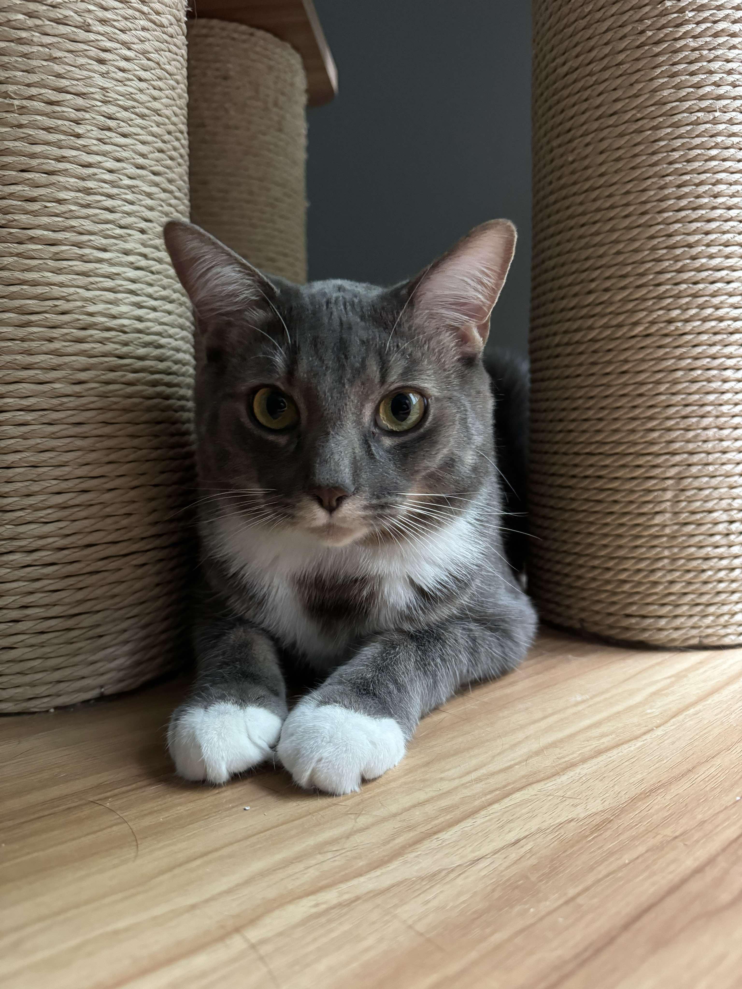 Enlarge Pipit & Veery, a Adoptable Tabby in Orleans, ON image 4/5