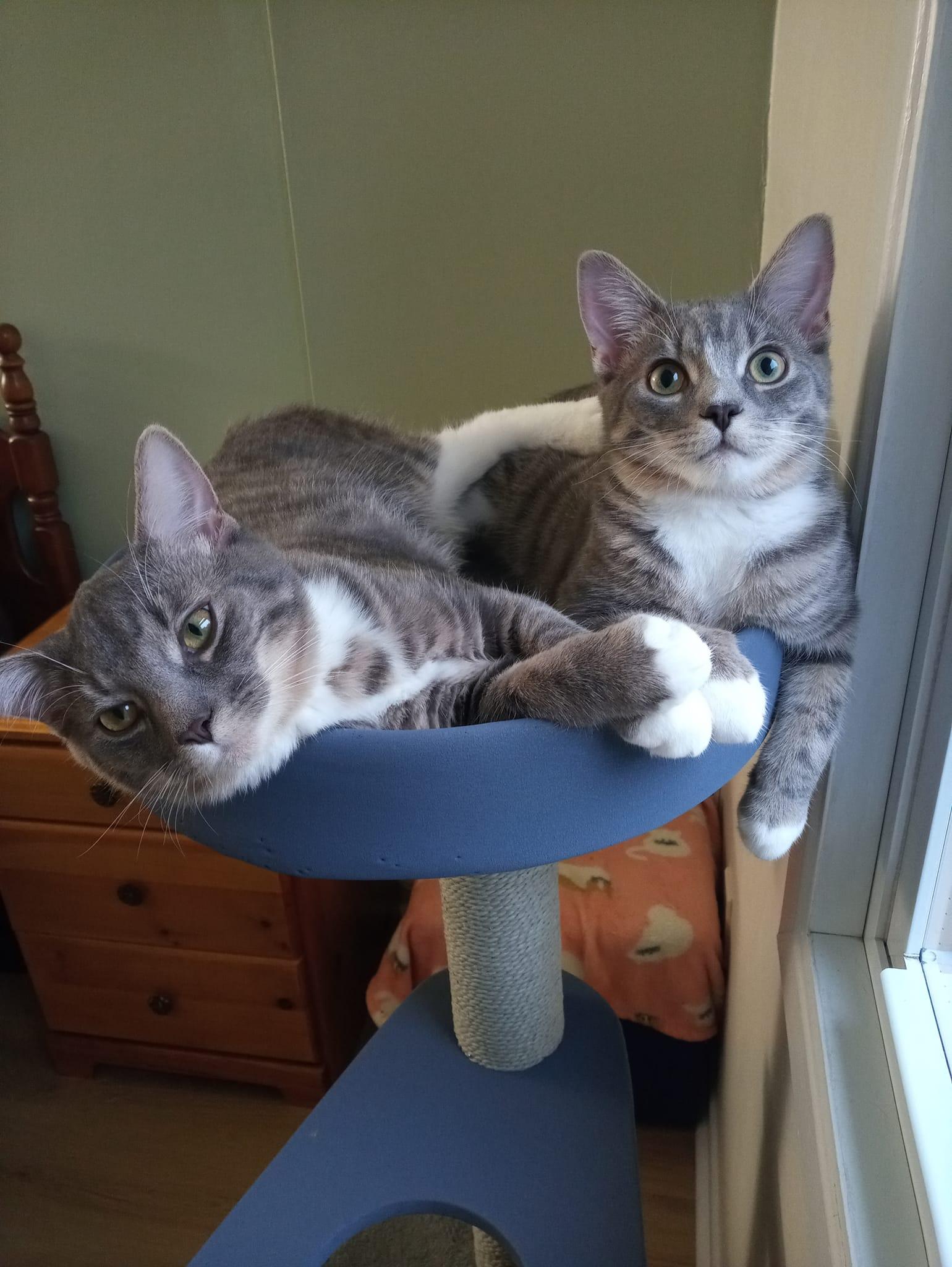Pipit & Veery, an adoptable Tabby in Orleans, ON, K4A 1X6 | Photo Image 2