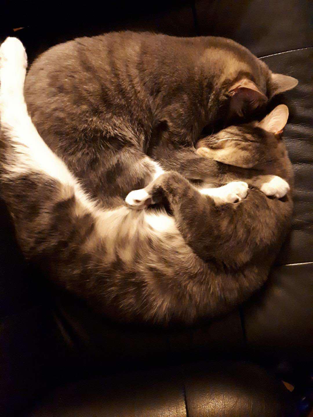 Enlarge Pipit & Veery, a Adoptable Tabby in Orleans, ON image 3/5