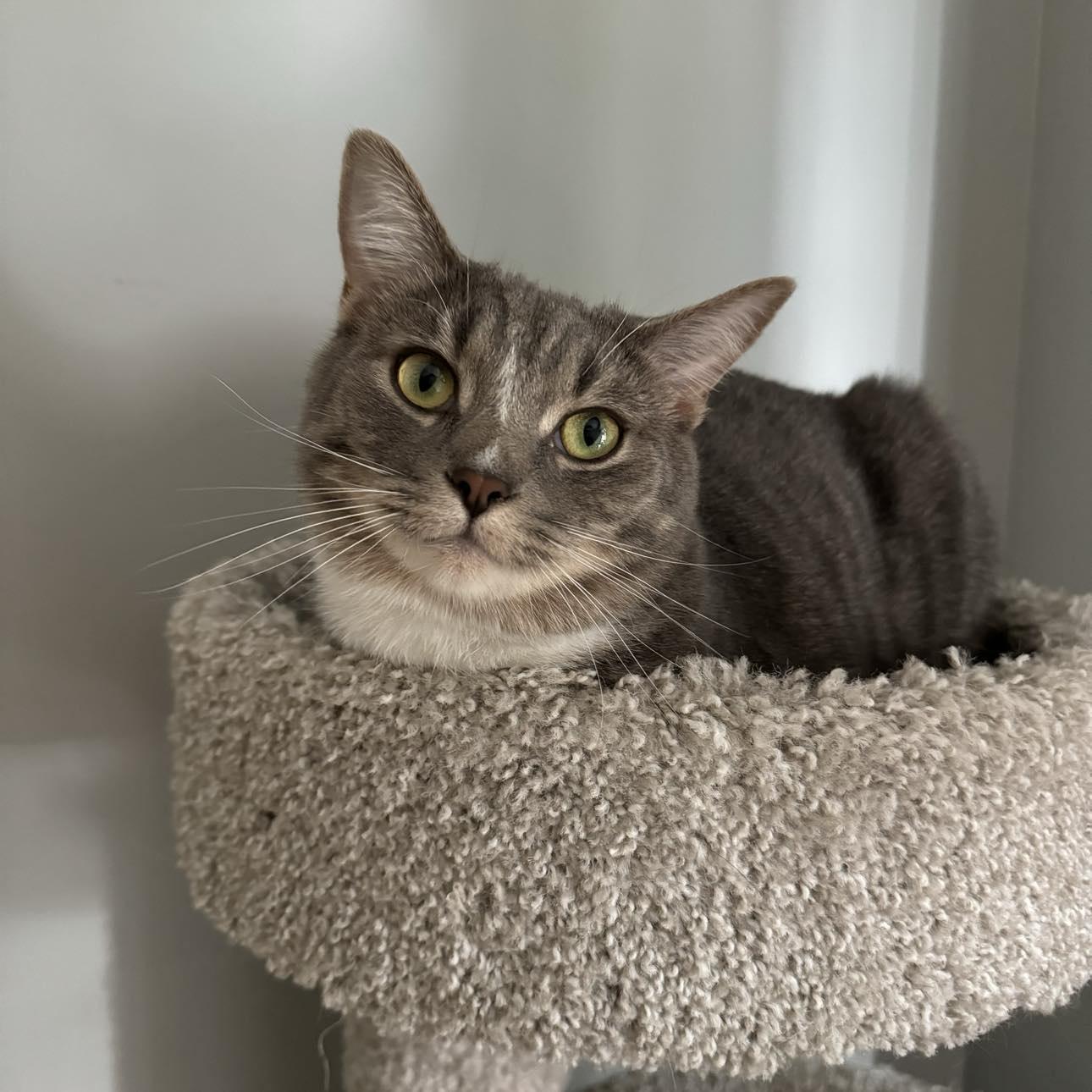 Pipit & Veery, an adoptable Tabby in Orleans, ON, K4A 1X6 | Photo Image 5