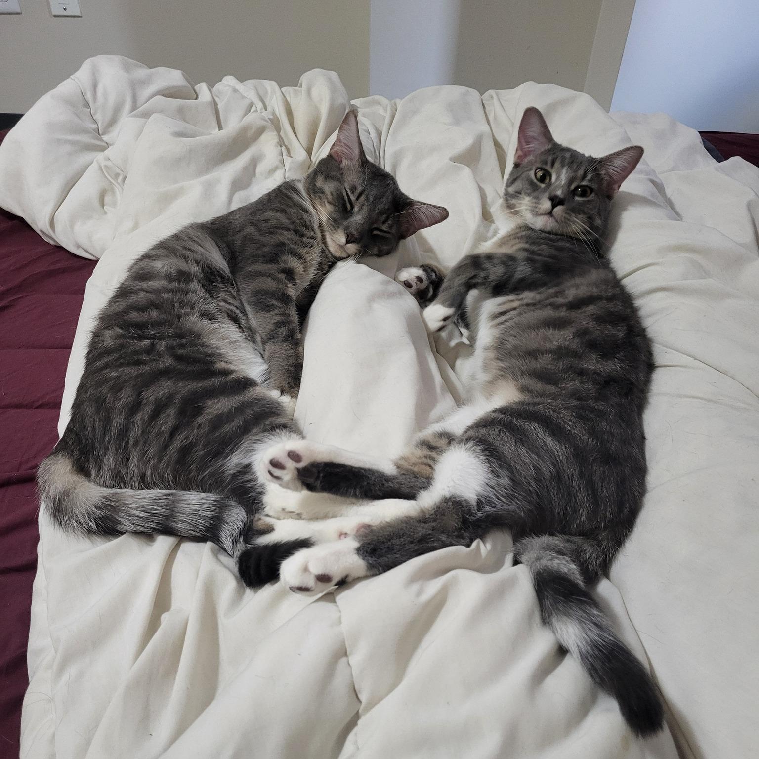 Pipit & Veery, an adoptable Tabby in Orleans, ON, K4A 1X6 | Photo Image 1