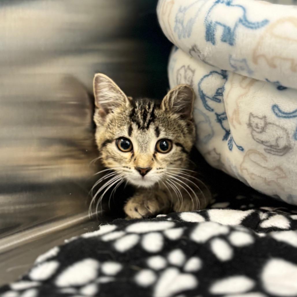 Yzma, Adoptable, Kitten Female Domestic Short Hair.