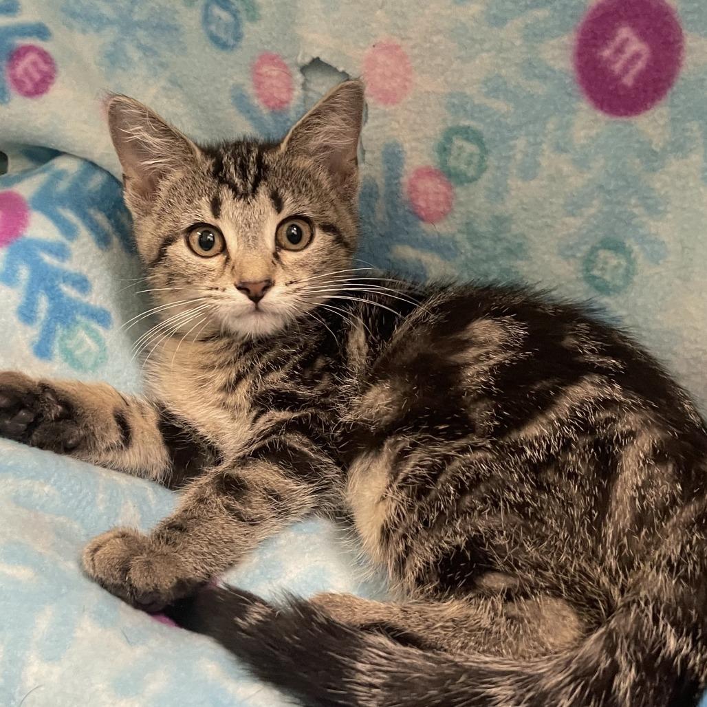 Yzma, a Adoptable Domestic Short Hair in Nashville, IN image 2/5