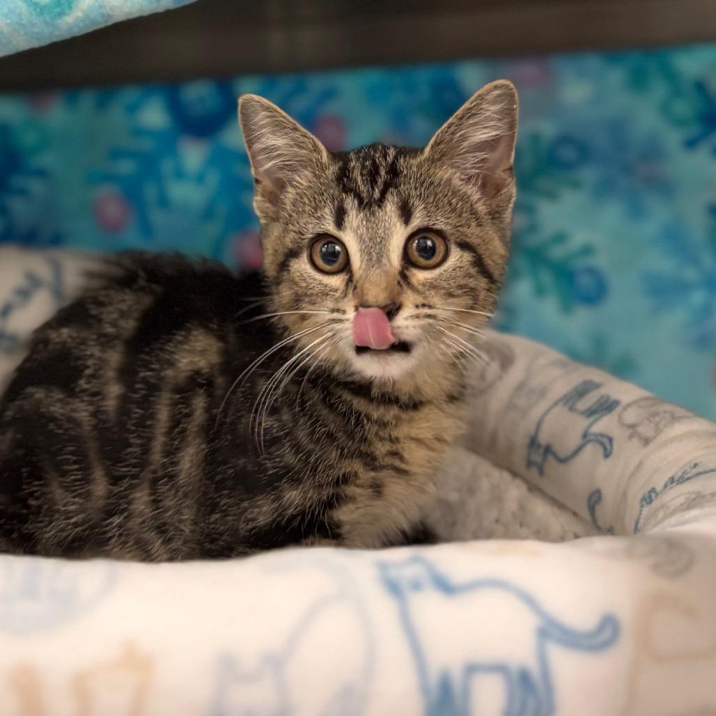 Yzma, a Adoptable Domestic Short Hair in Nashville, IN image 3/5